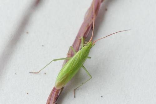 Trigonotylus caelestialium